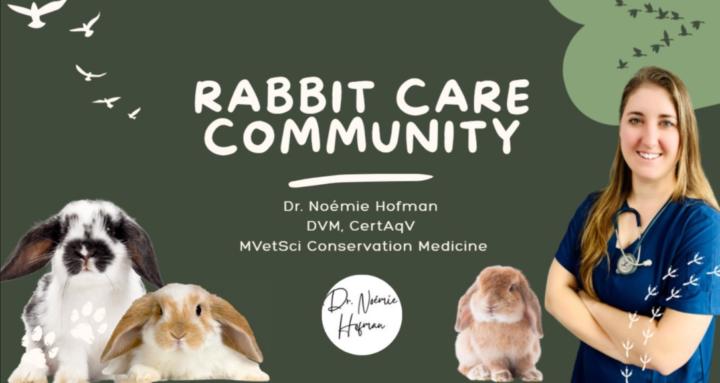 Rabbit Care Community