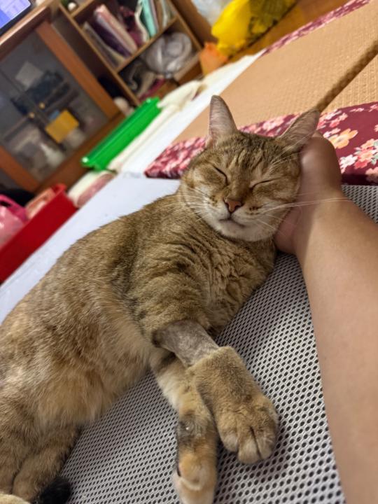 政國 張
