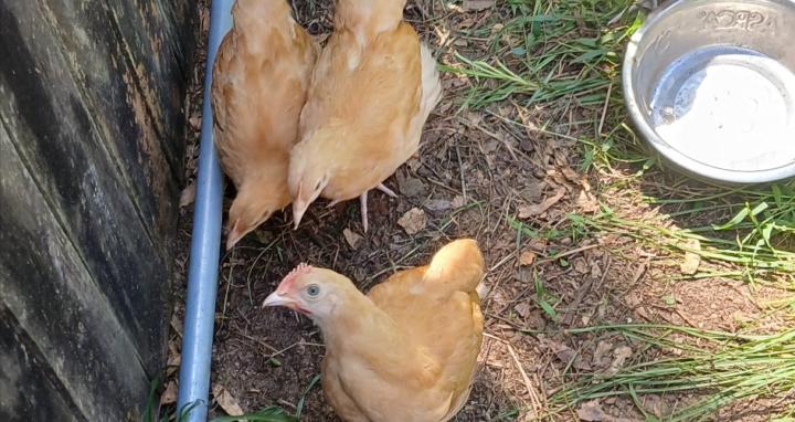 Raising Buff Orpingtons in FL