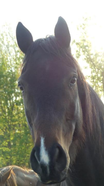 ☀️Comment mon cheval est redevenu libre après que moi aussi je me sois réalignée avec ma liberté☀️