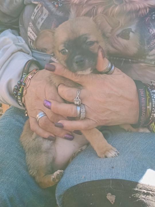 Cathy Shields Mckinney