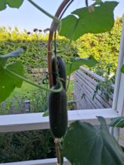 Mezgebe-kal Mateos Isberg