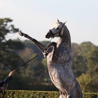 Angel Cotillas García