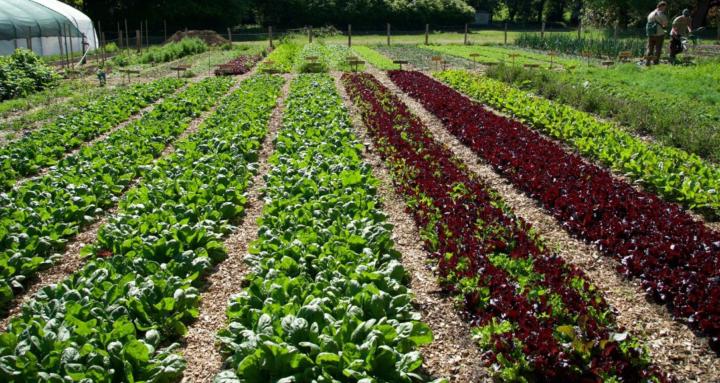 Worthy Earth Market Gardening