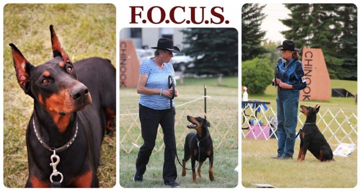 SD F.O.C.U.S. Method for Dogs