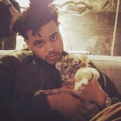 Hala Mohamed Mahmoud