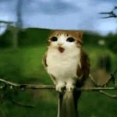 Hala Mohamed Mahmoud