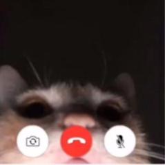 Hala Mohamed Mahmoud