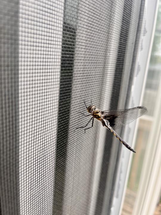 The Dragon Fly Minute 