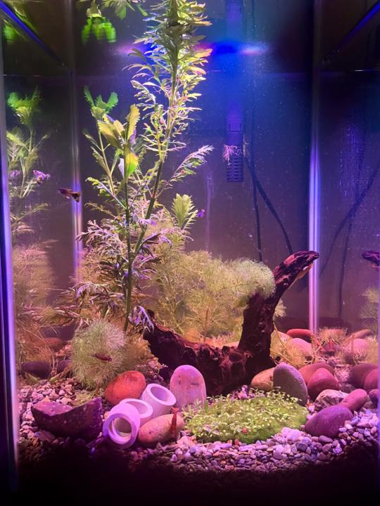 No filter aquarium biosphere updates 