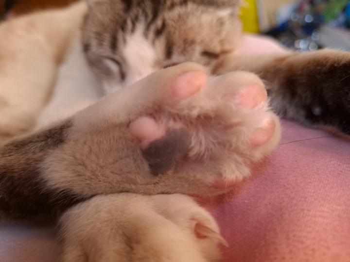 Jamileth Guerra pedraza