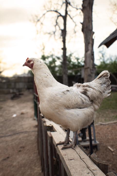 Typical homestead debate!