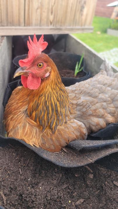 Nic- GardenVibesDaily