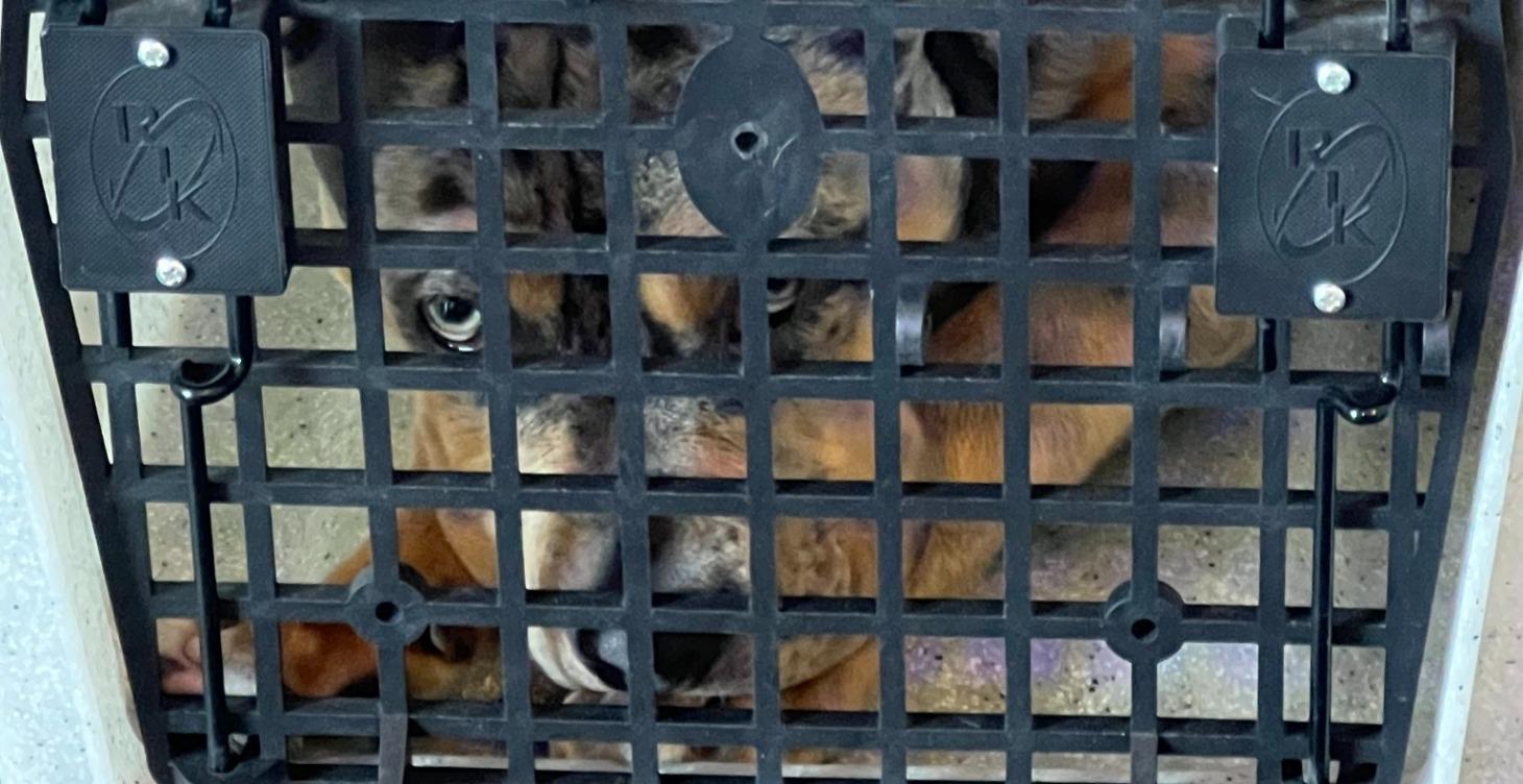 Crate Manners & Training (all ages)