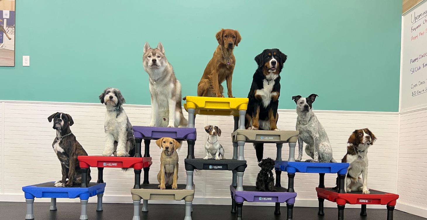 Level 1 -  Beginner Obedience