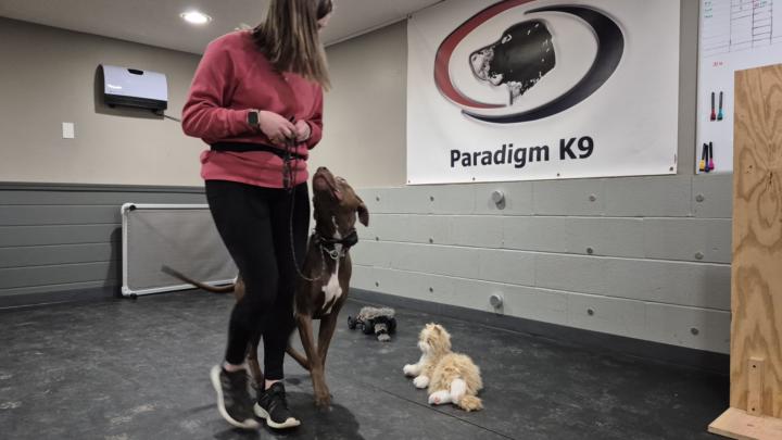 March Dogs - Week 3 Mid week Update