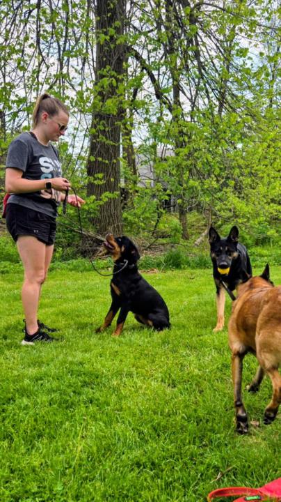 April Dogs - Mid Week Check In!