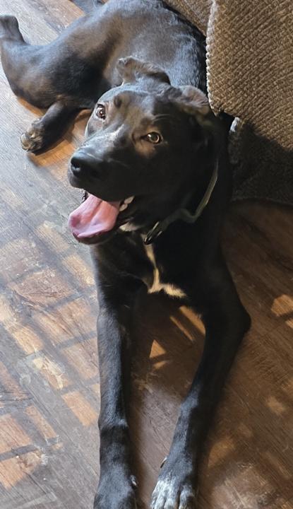 Laszlo 