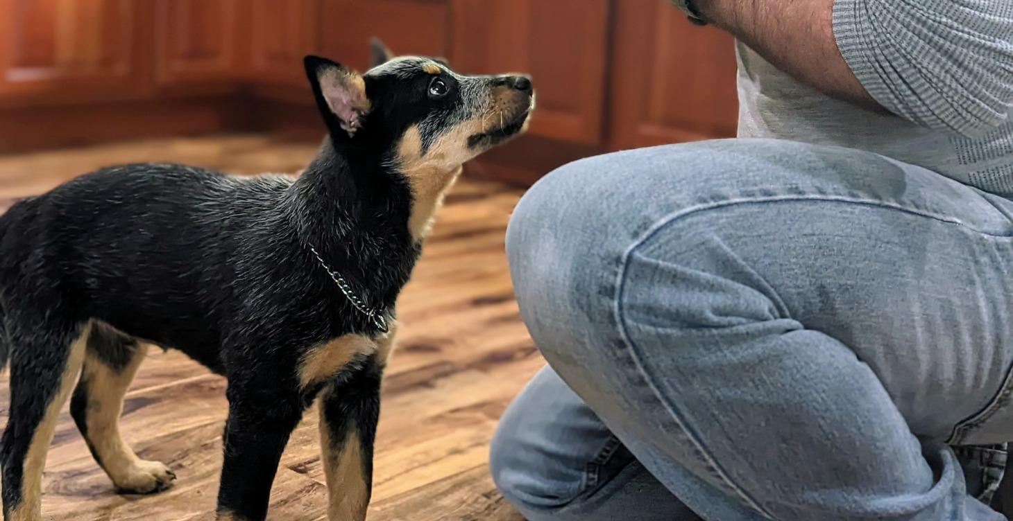 Puppy Development Course
