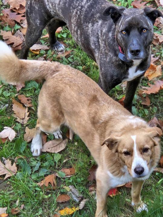 My Reactive Dogs