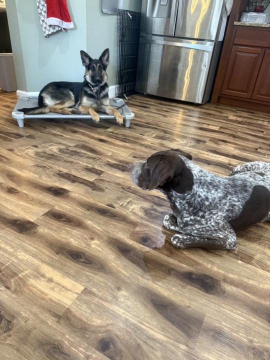 March dogs - Week 2 pictures 