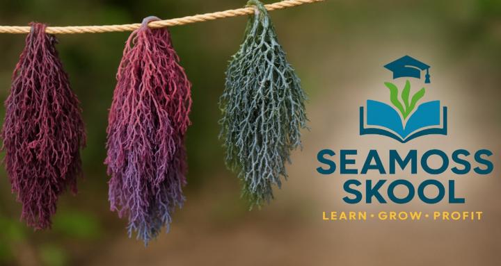 Seamoss Skool