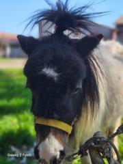 Elisabetta Fusar Poli