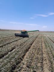 Jose osiel Camargo Urías