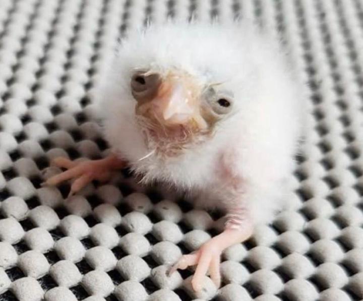 Sona Sree Karthikeyan