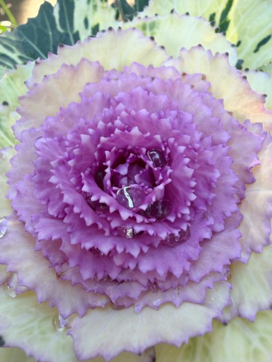 Epeye Plouchart Ornella