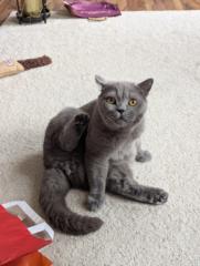 Renan Mazziotti Pires