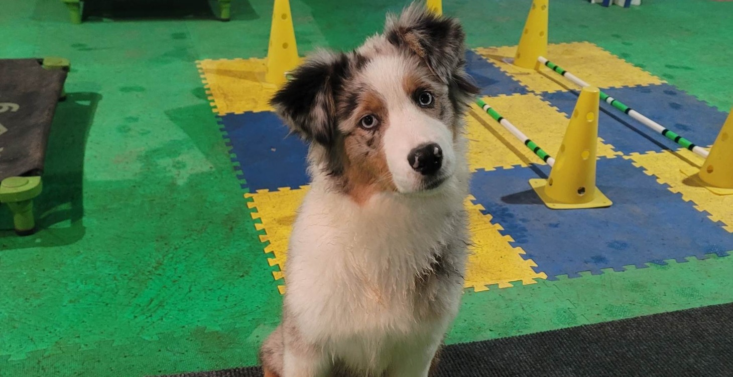 Dog Owners College (Puppy Edition)