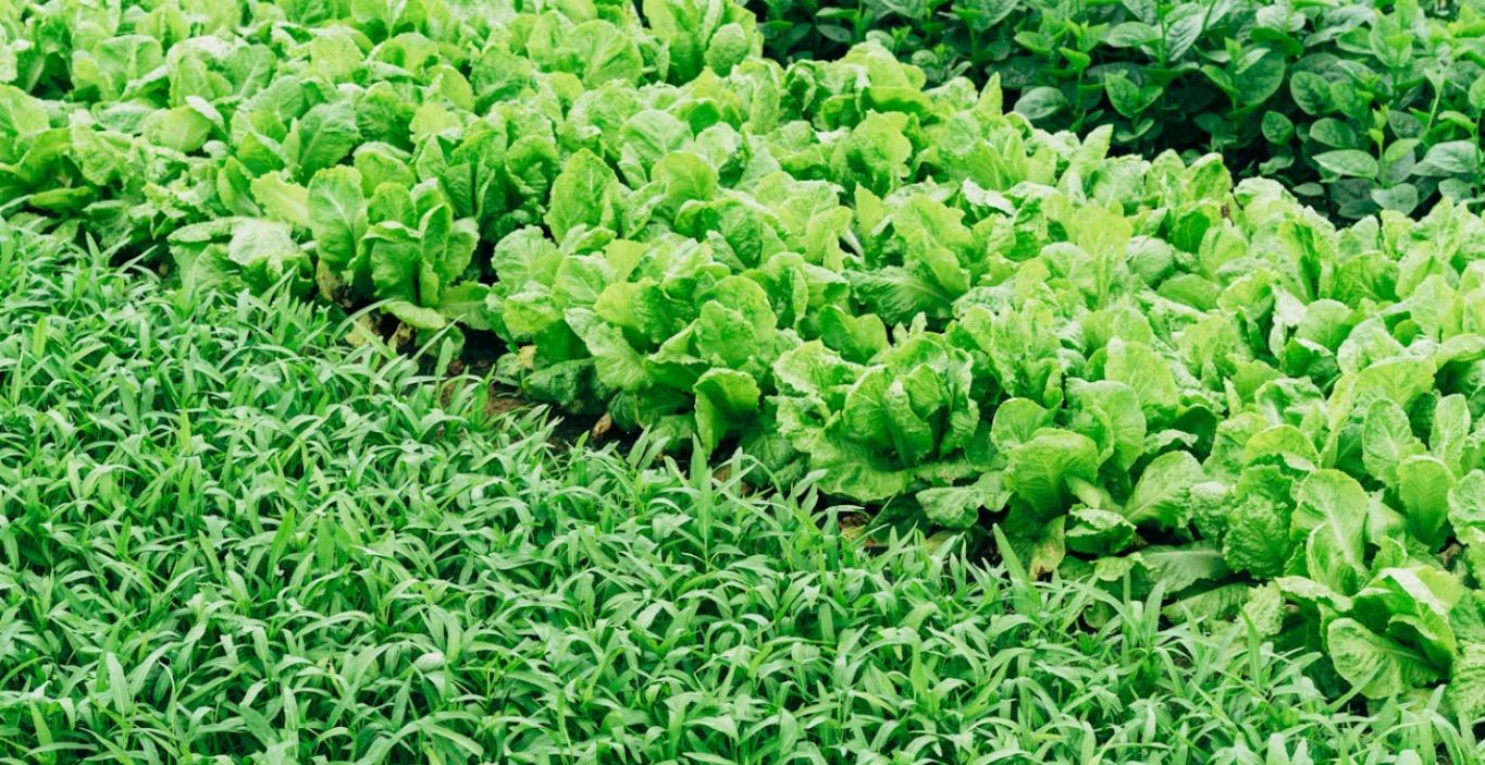 How to navigate USDA grants.