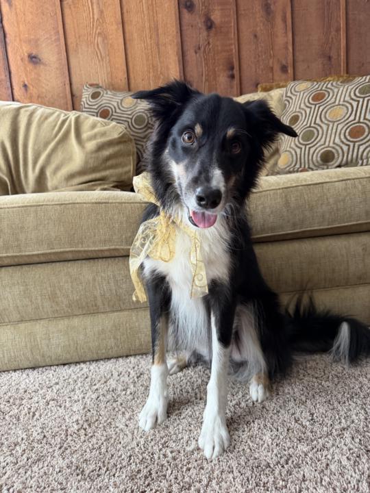 Happy 5th Birthday Mickey!