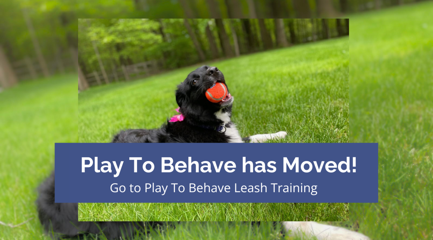 Play To Behave Dog Training