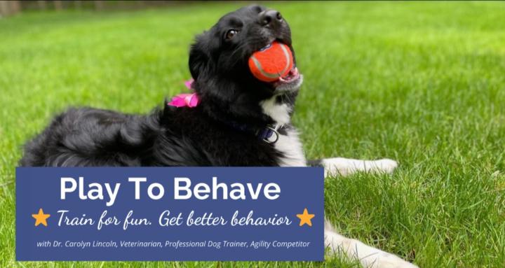 Play To Behave Dog Training