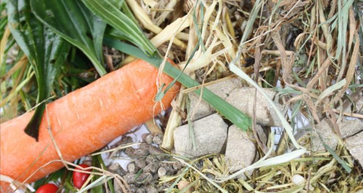 Kompass Pferdeernährung 🧭🐴🌱