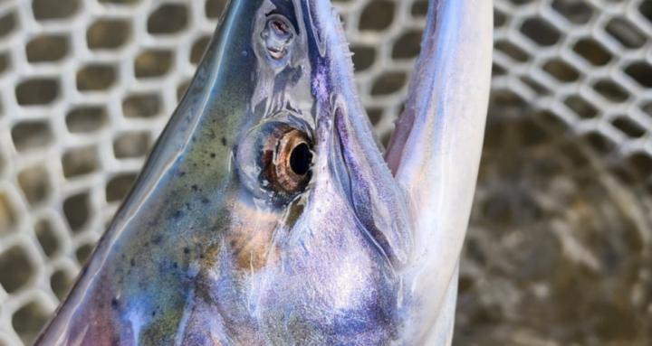 Fishing Tips and tactics