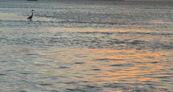 Sing for change, with ANSEL