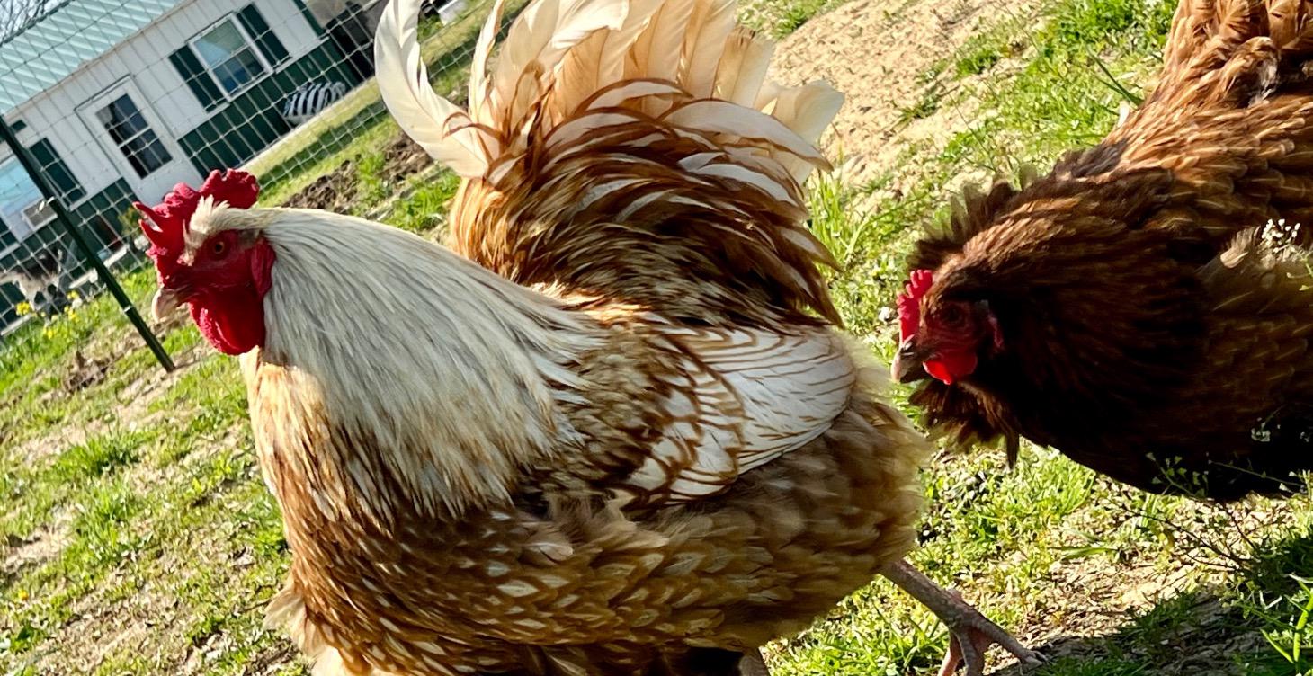 Chicken Care