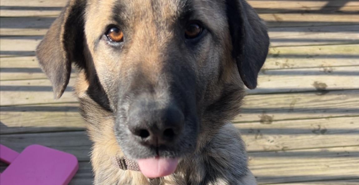 Basic Dog training overview