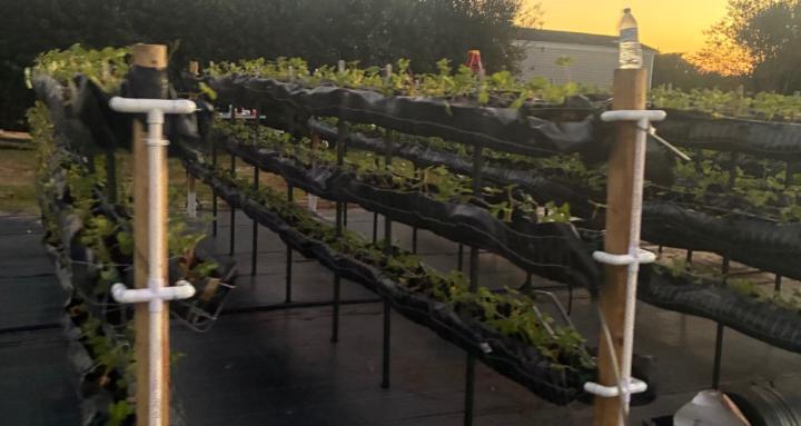 Future Farmers Ag division