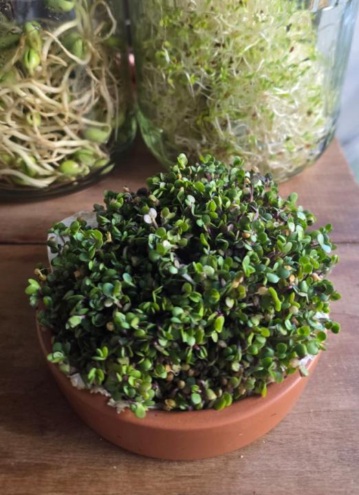 Mostaza amarilla