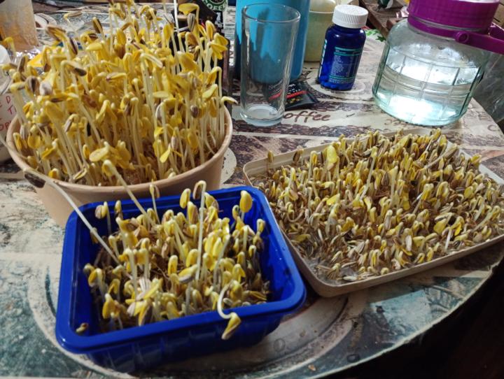 Volviendo a mis amados brotes de Maravilla. 