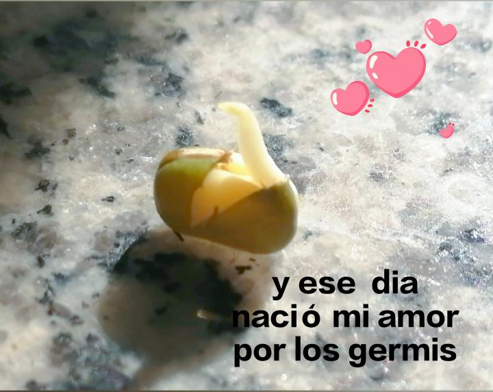 germinados y brotes