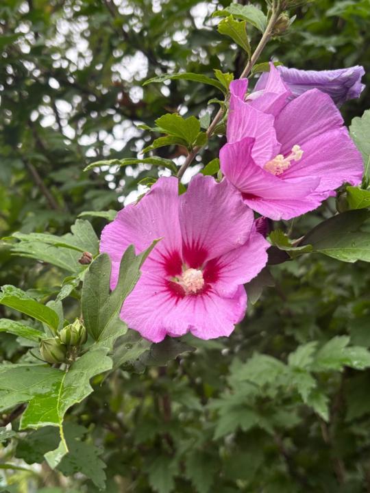 Stephanie Gostkowski