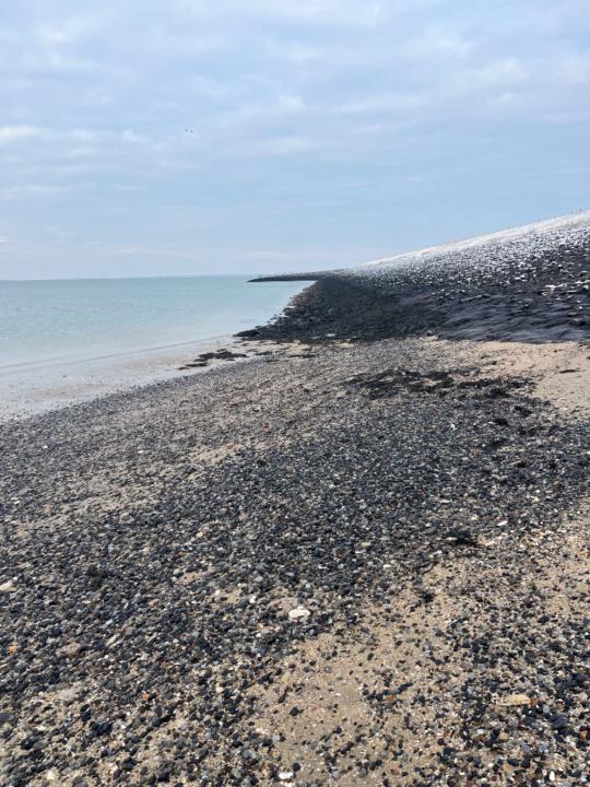 Sylvia Glerum-Witkam