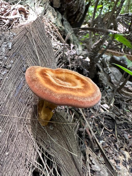 Laurel Burgio-Ericson