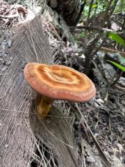 Laurel Burgio-Ericson