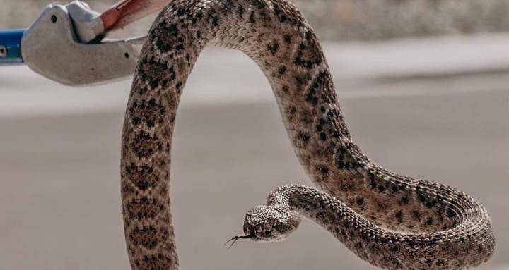 Rattlesnake Defense Academy